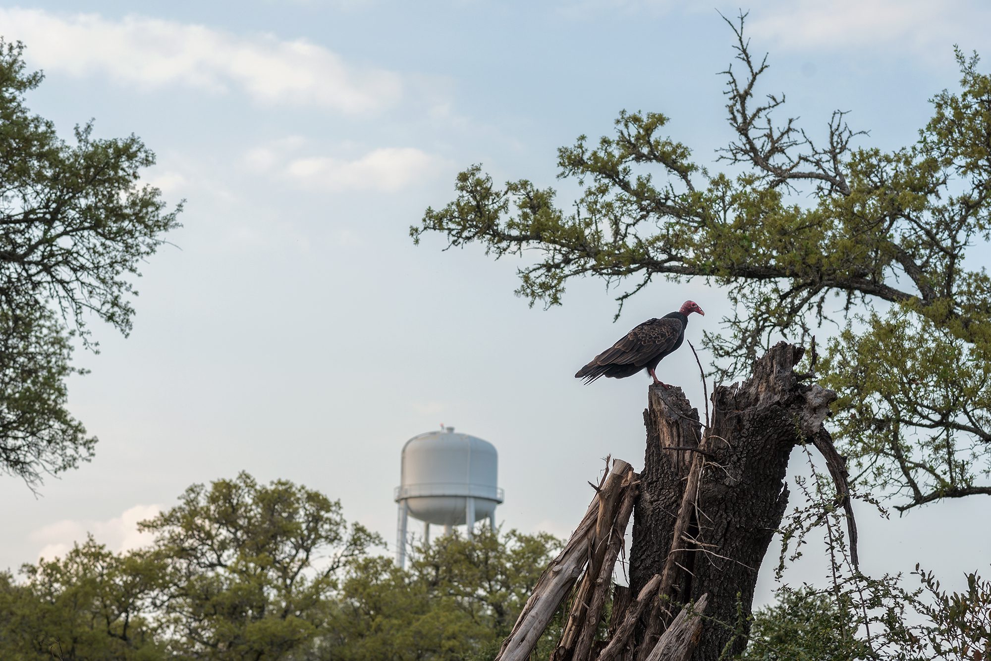 New Braunfels vulture wildlife landscape photographer