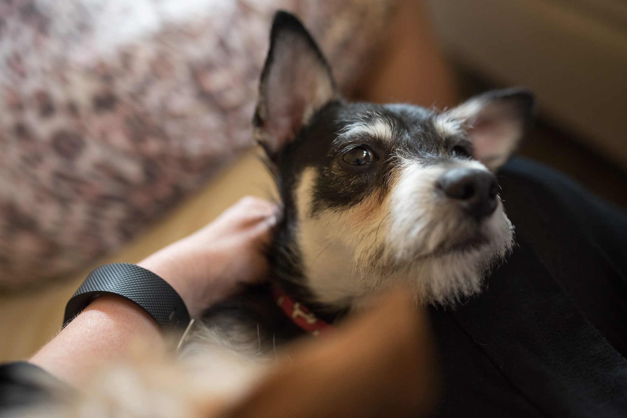 New Braunfels animal pet dog canine photographer