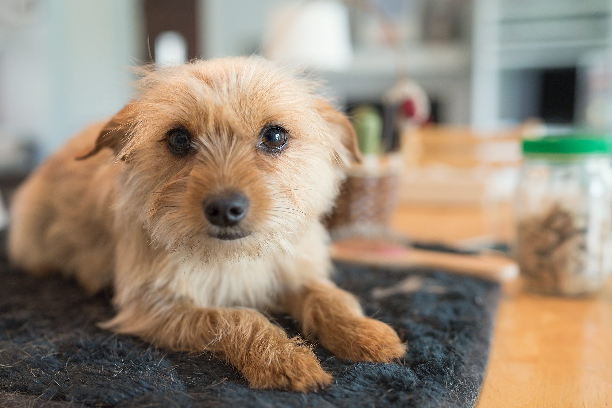 New Braunfels pet dog canine Chorkie photographer
