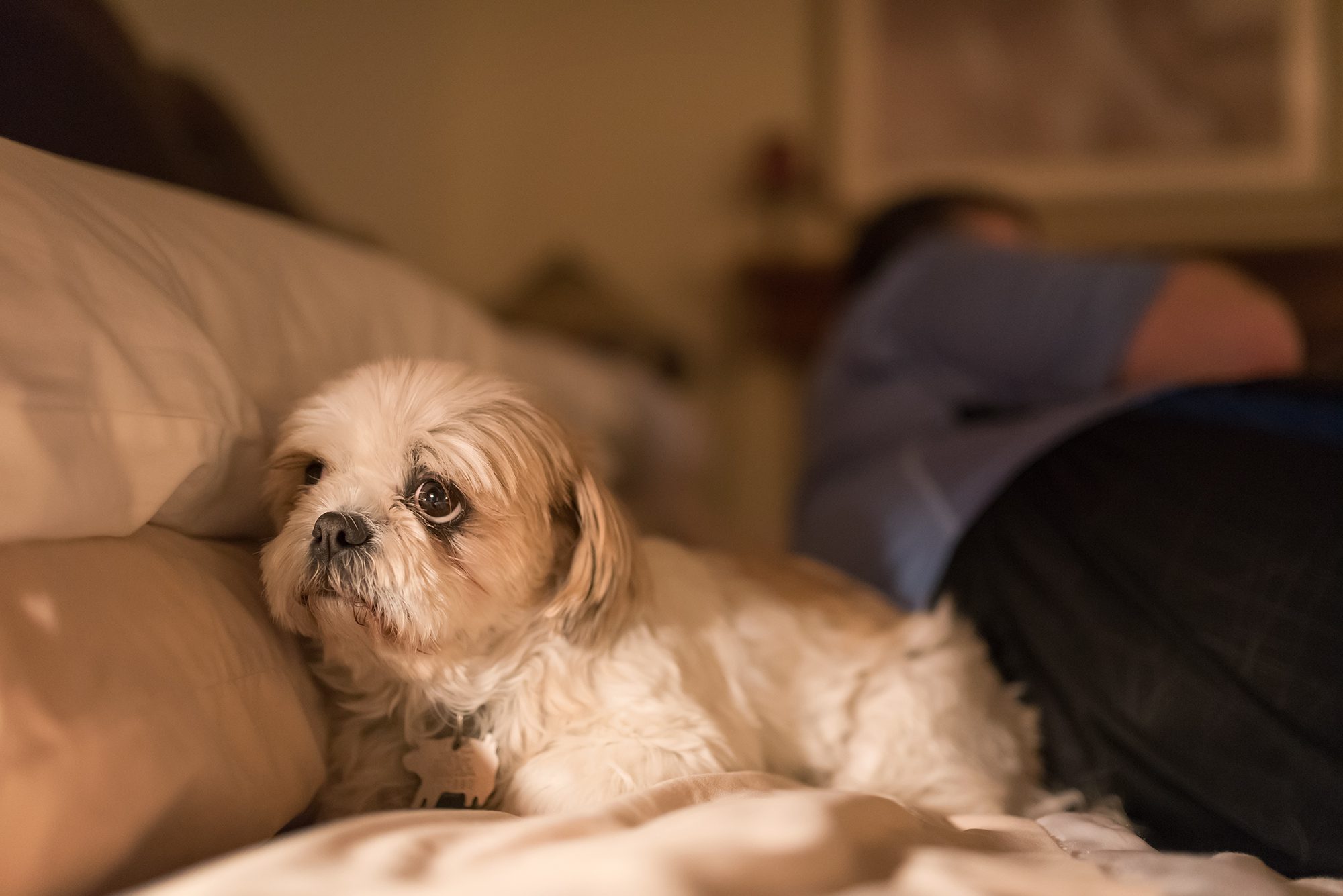 New Braunfels dog pet animal canine Shih Tzu photographer