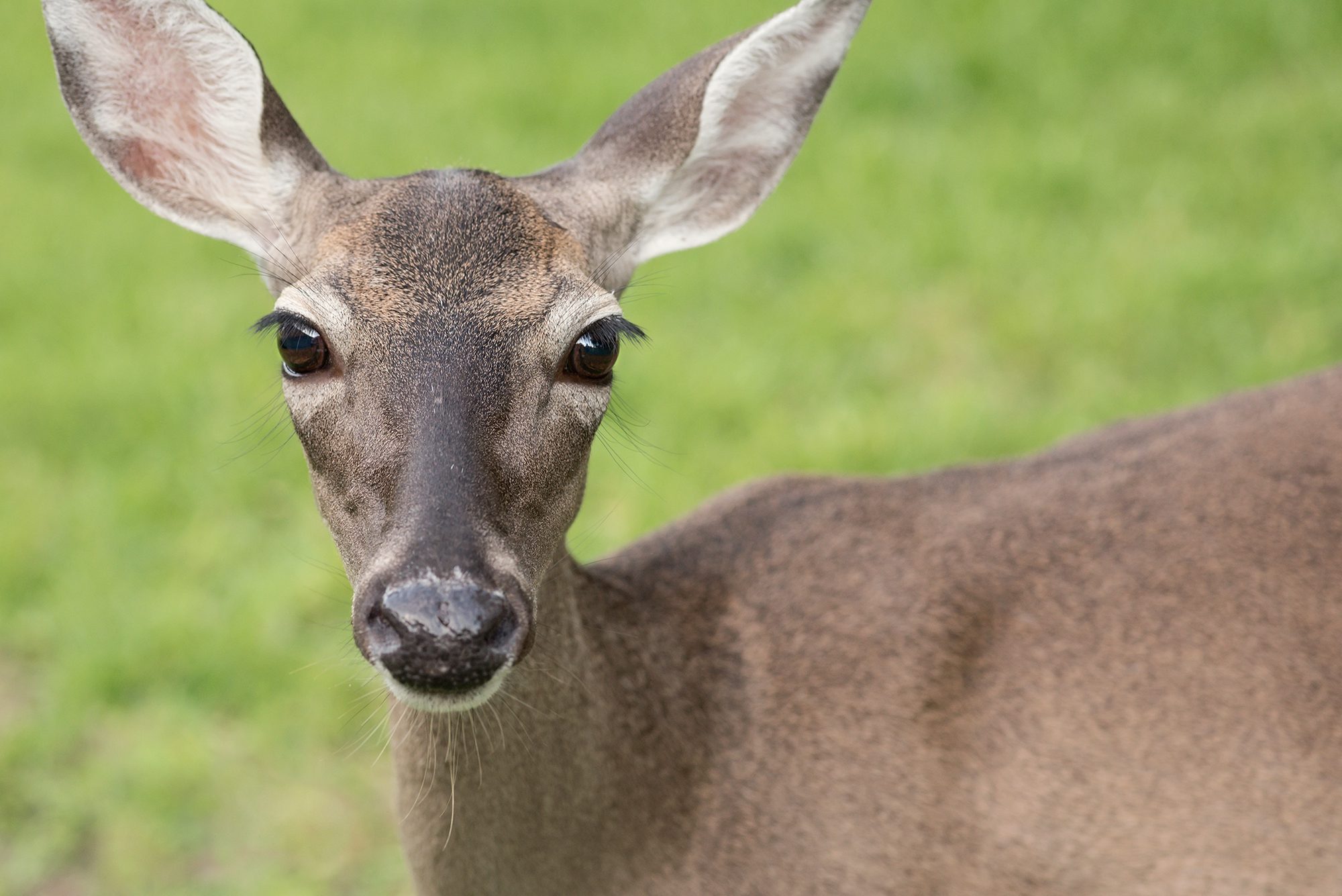 New Braunfels wildlife deer nature photographer