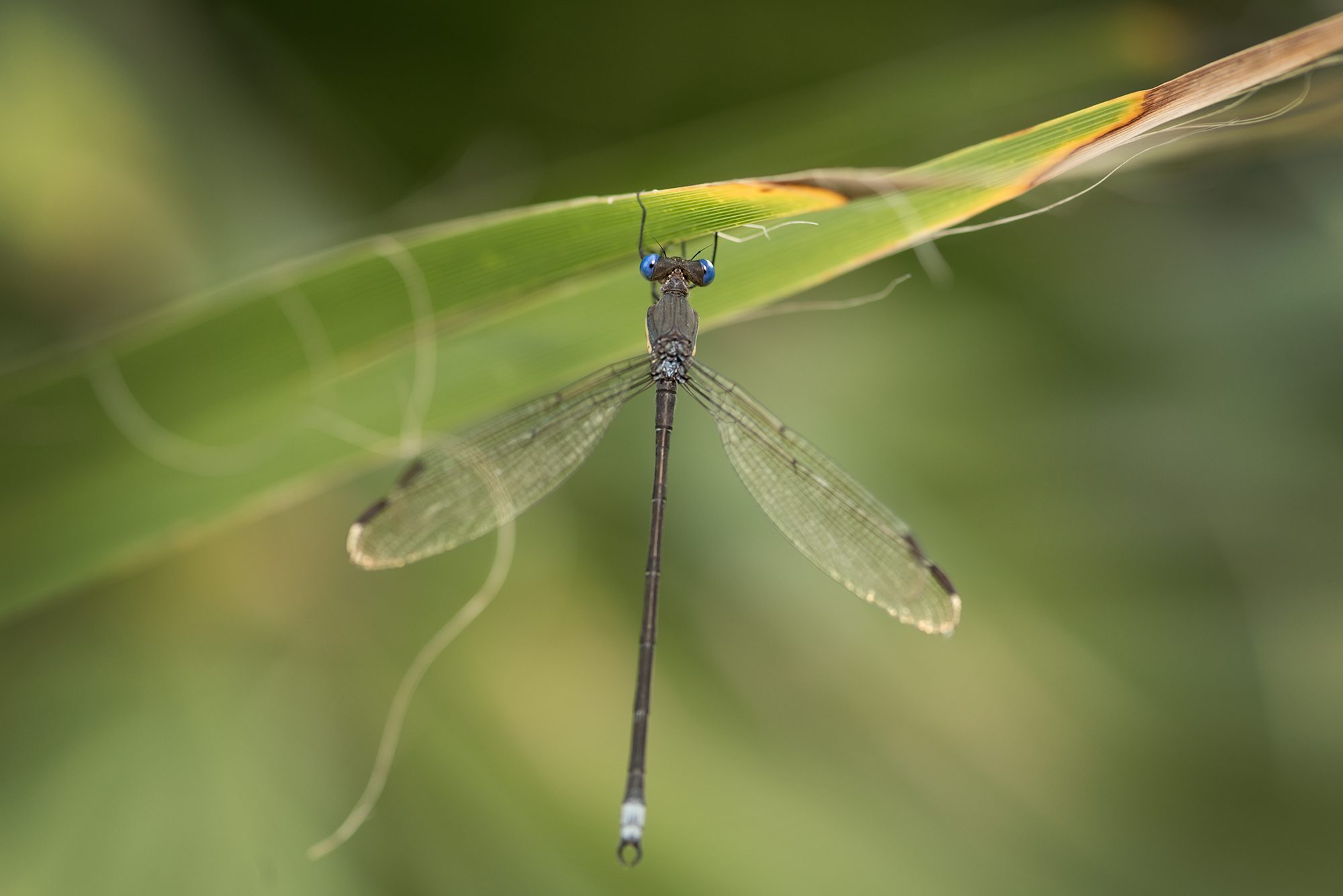 New Braunfels nature macro dragonfly photographer