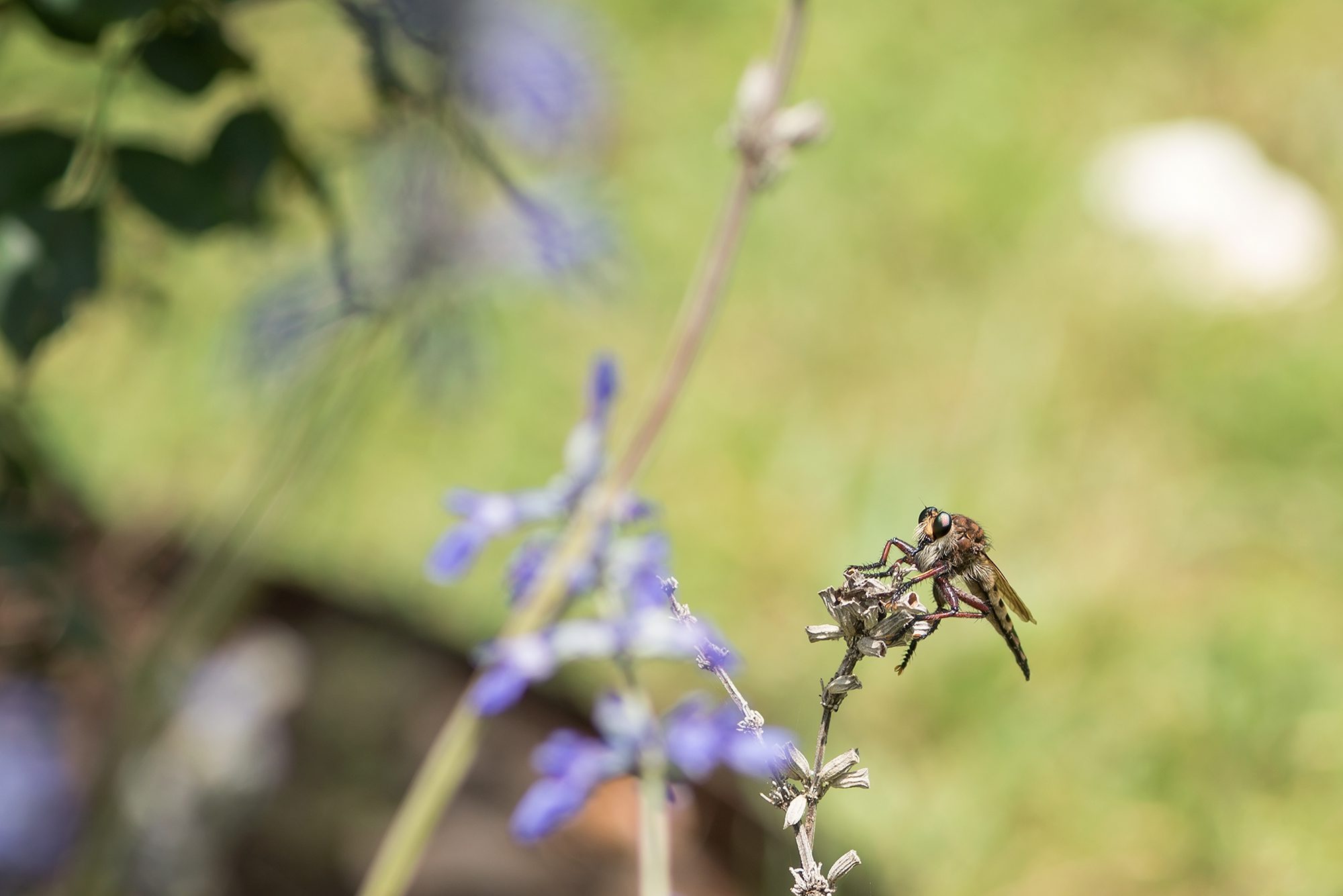 New Braunfels nature macro robber fly photographer