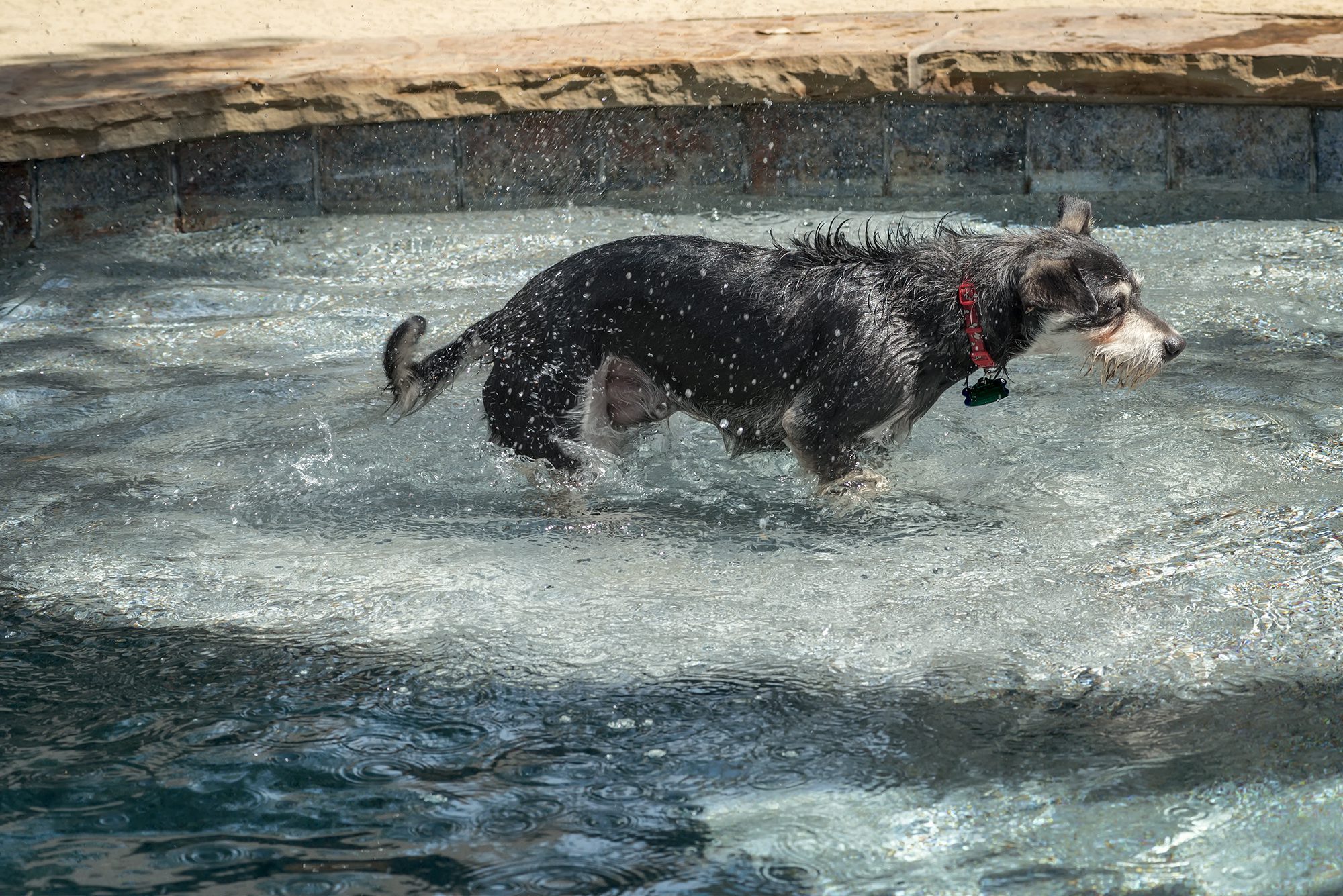 New Braunfels dog pet pool photographer