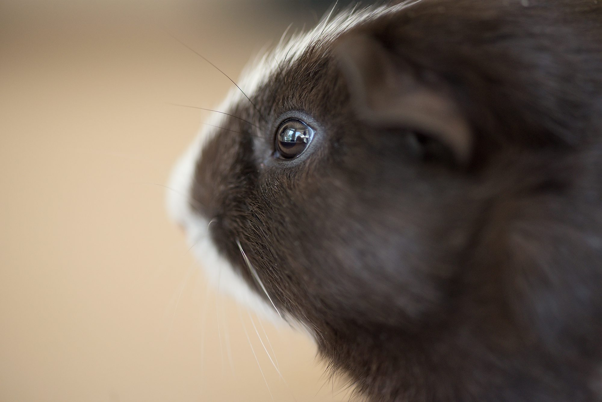 New Braunfels pet animal guinea pig macro photographer
