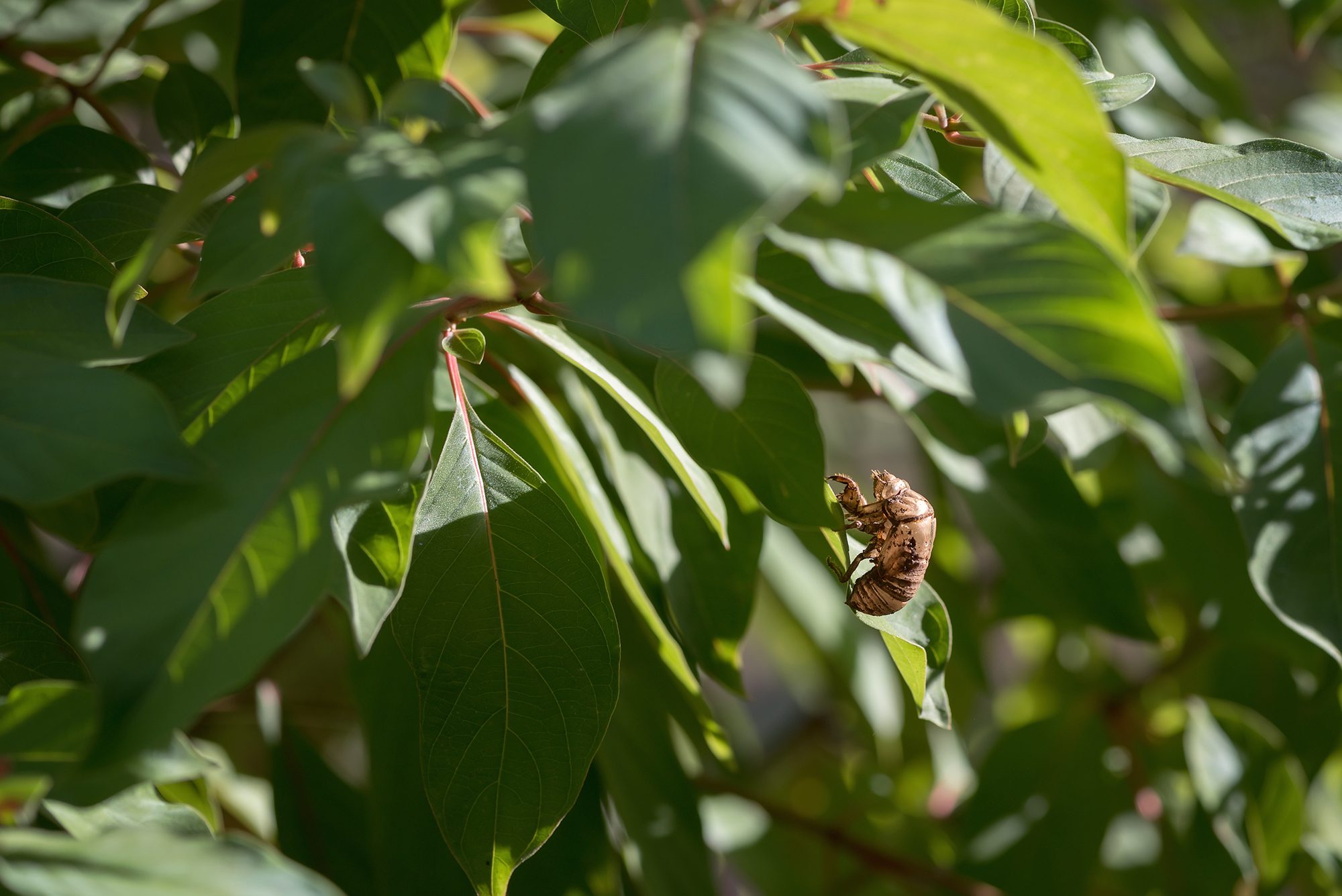 New Braunfels nature macro cicada photographer