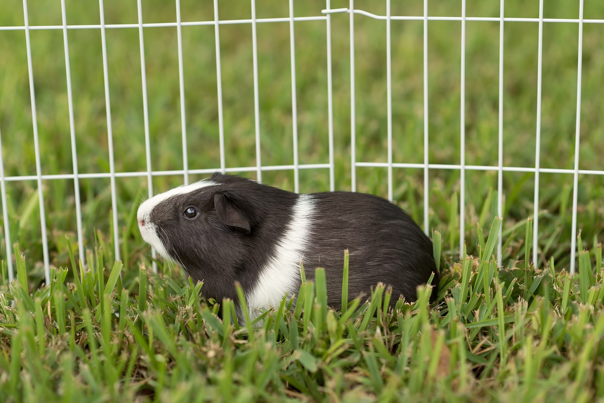 New Braunfels pet animal guinea pig photographer