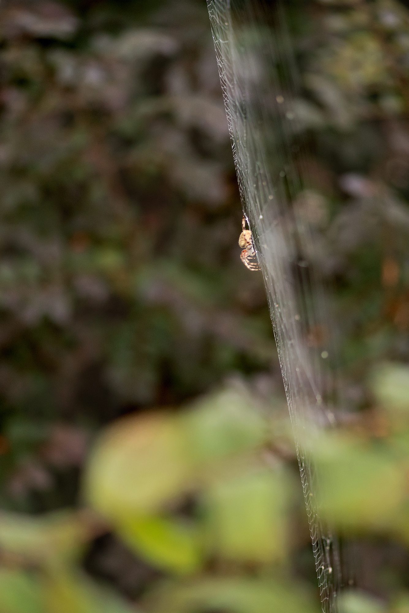 New Braunfels nature macro spider photographer