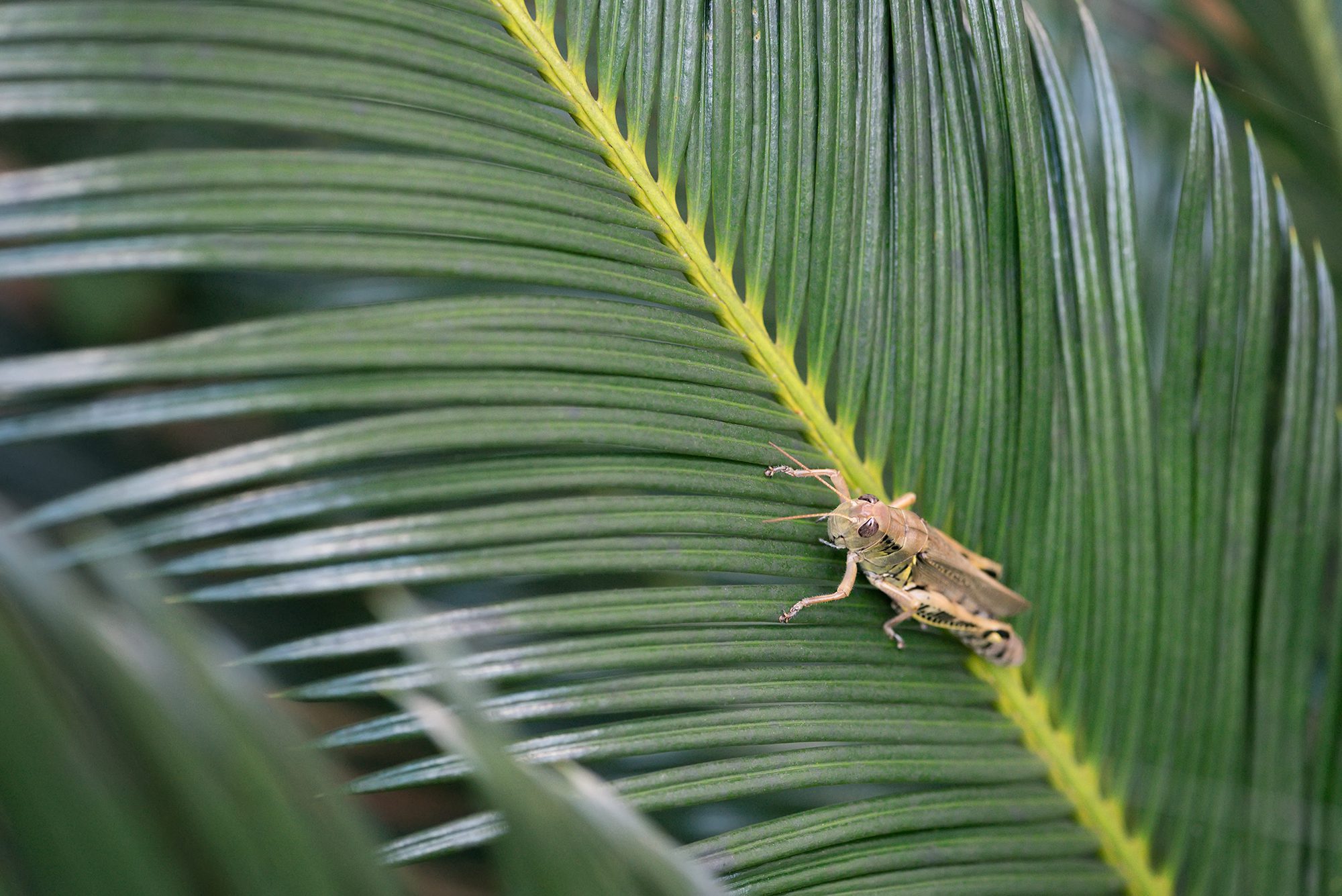 New Braunfels nature macro insect grasshopper photographer