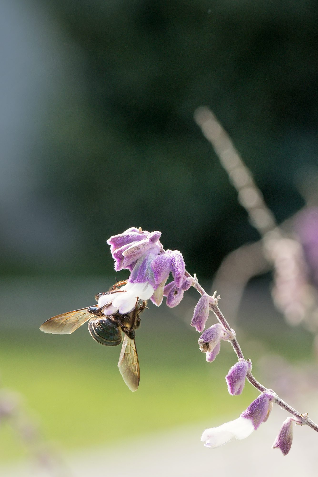 New Braunfels nature macro bee photographer
