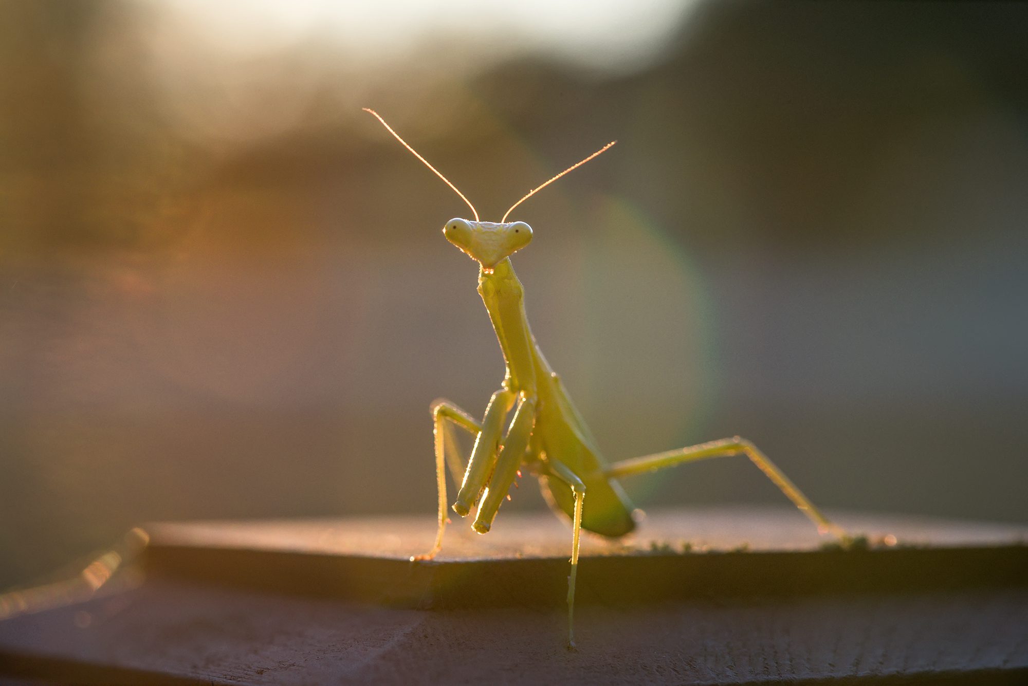 New Braunfels nature macro insect praying mantis photographer