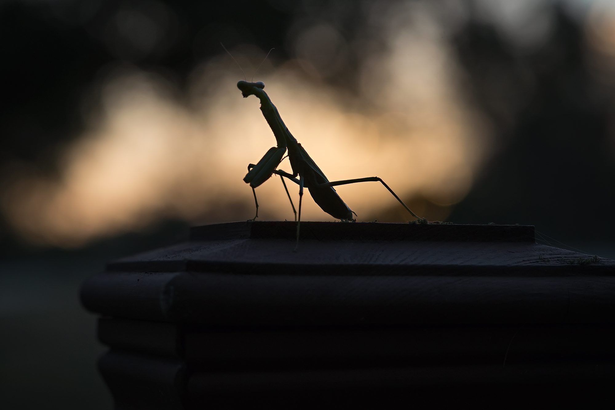New Braunfels nature macro insect praying mantis photographer