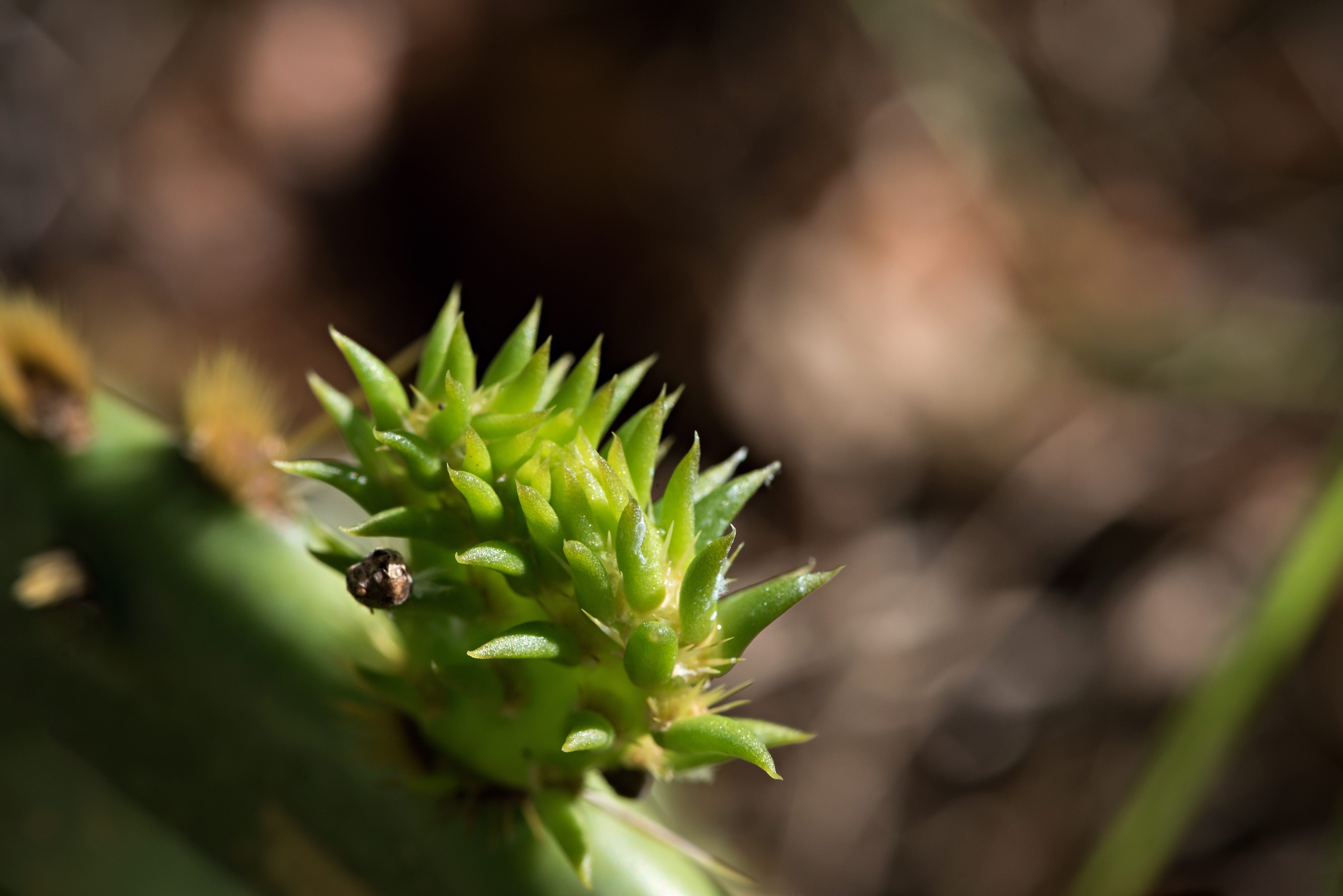 New Braunfels nature macro prickly pear cactus photographer