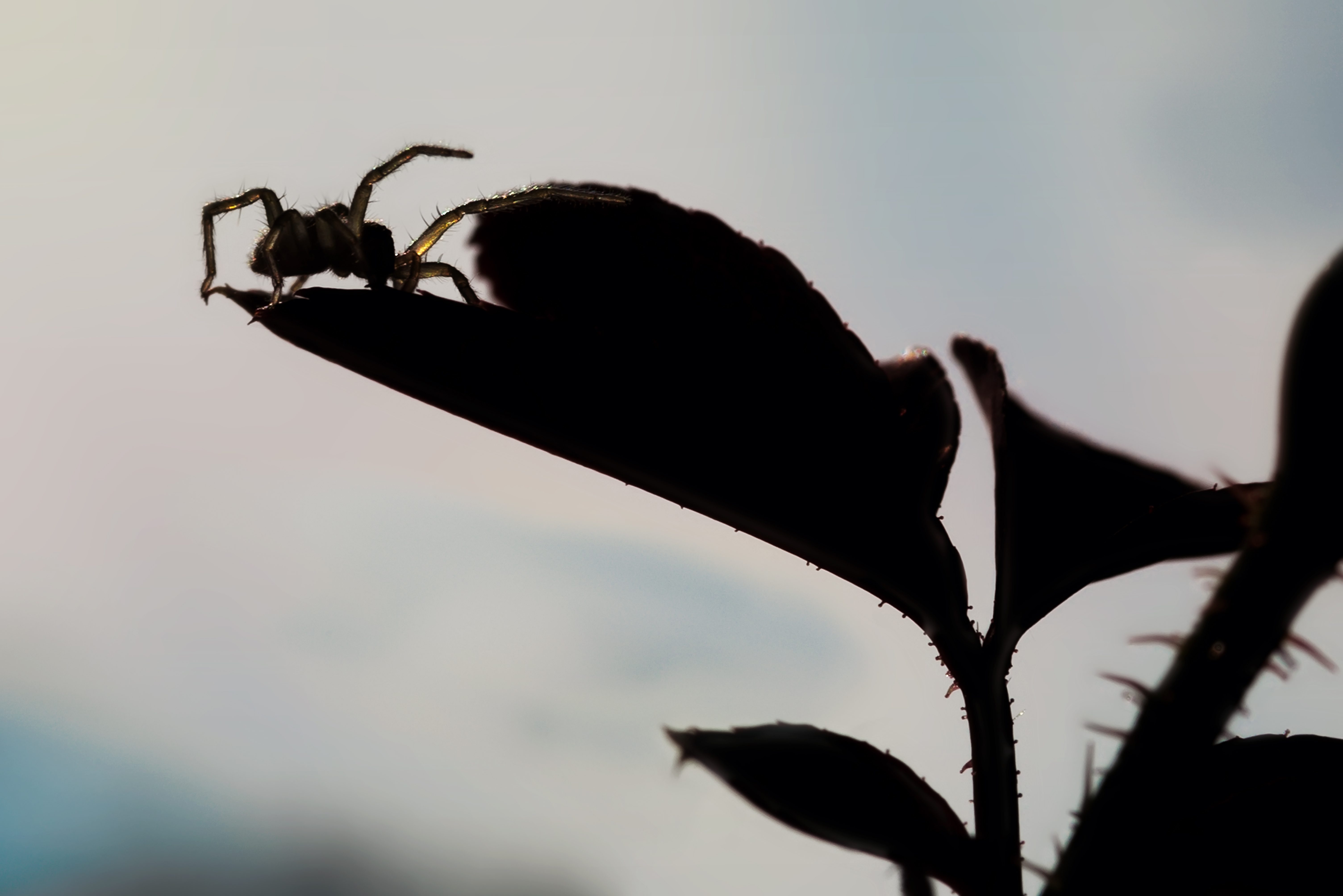 New Braunfels nature macro spider silhouette photographer