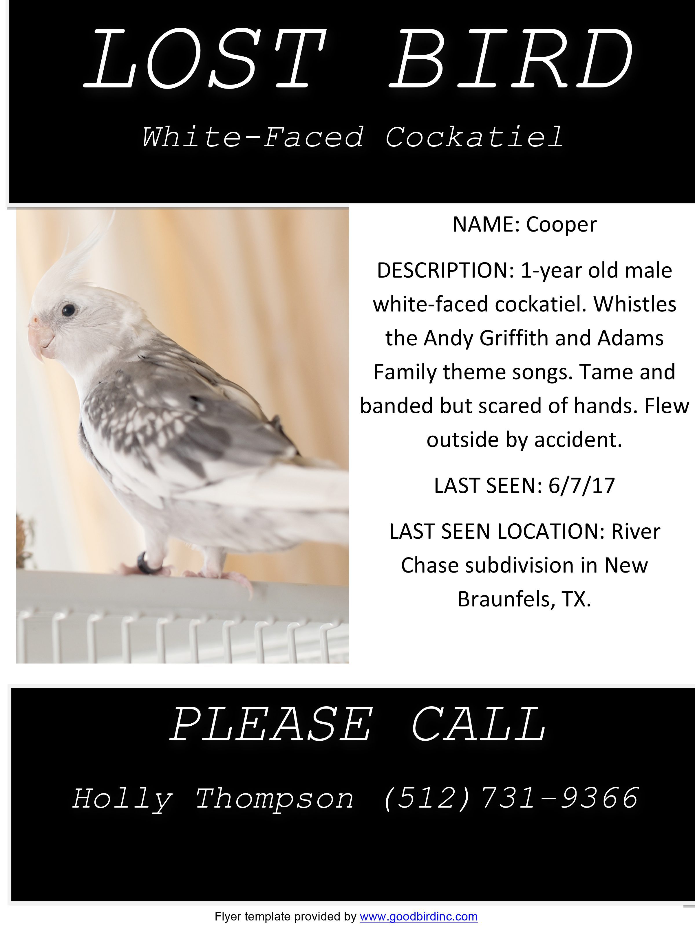 lost white-faced cockatiel