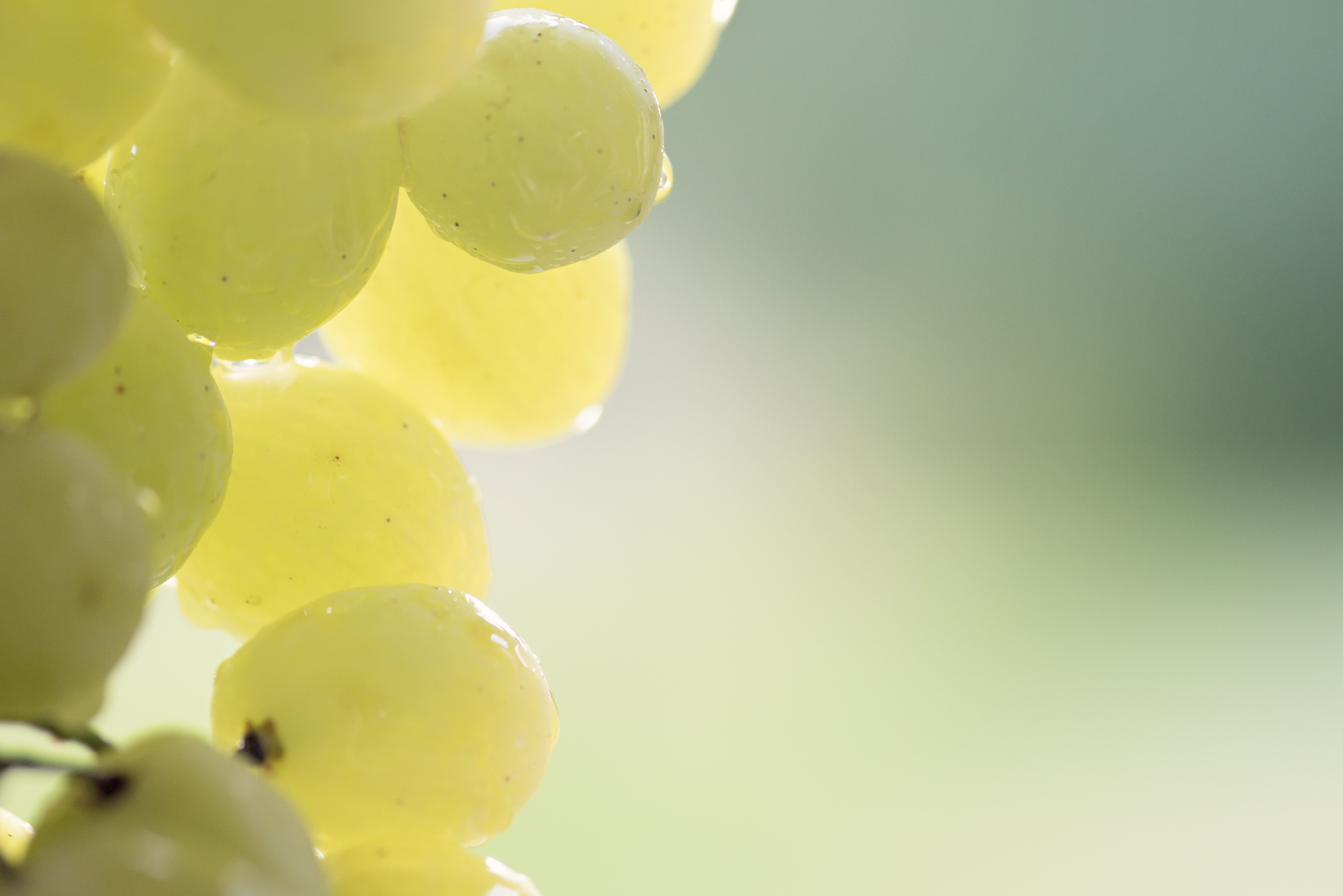 New Braunfels macro food grapes photographer
