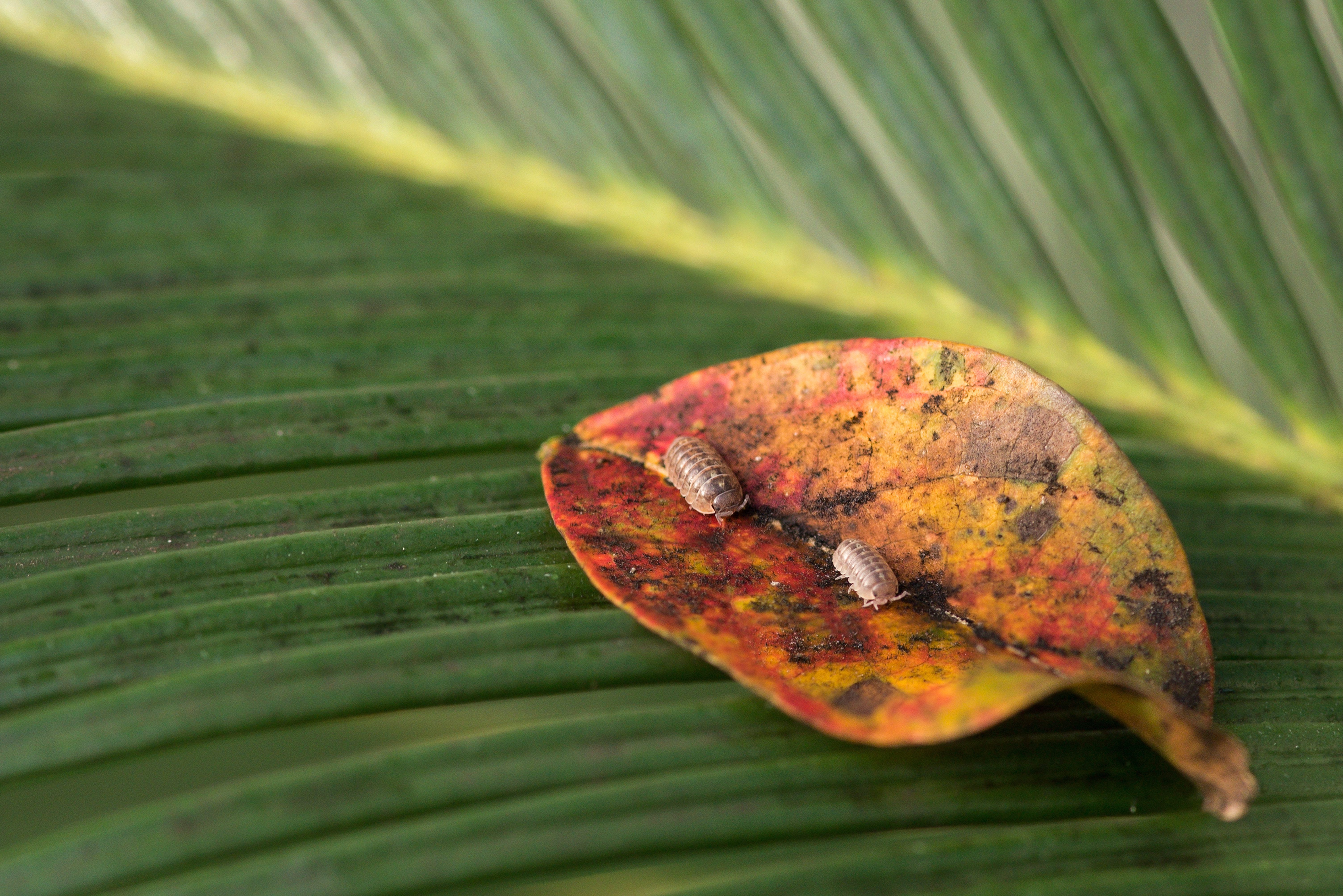 New Braunfels nature macro autumn leaf photographer
