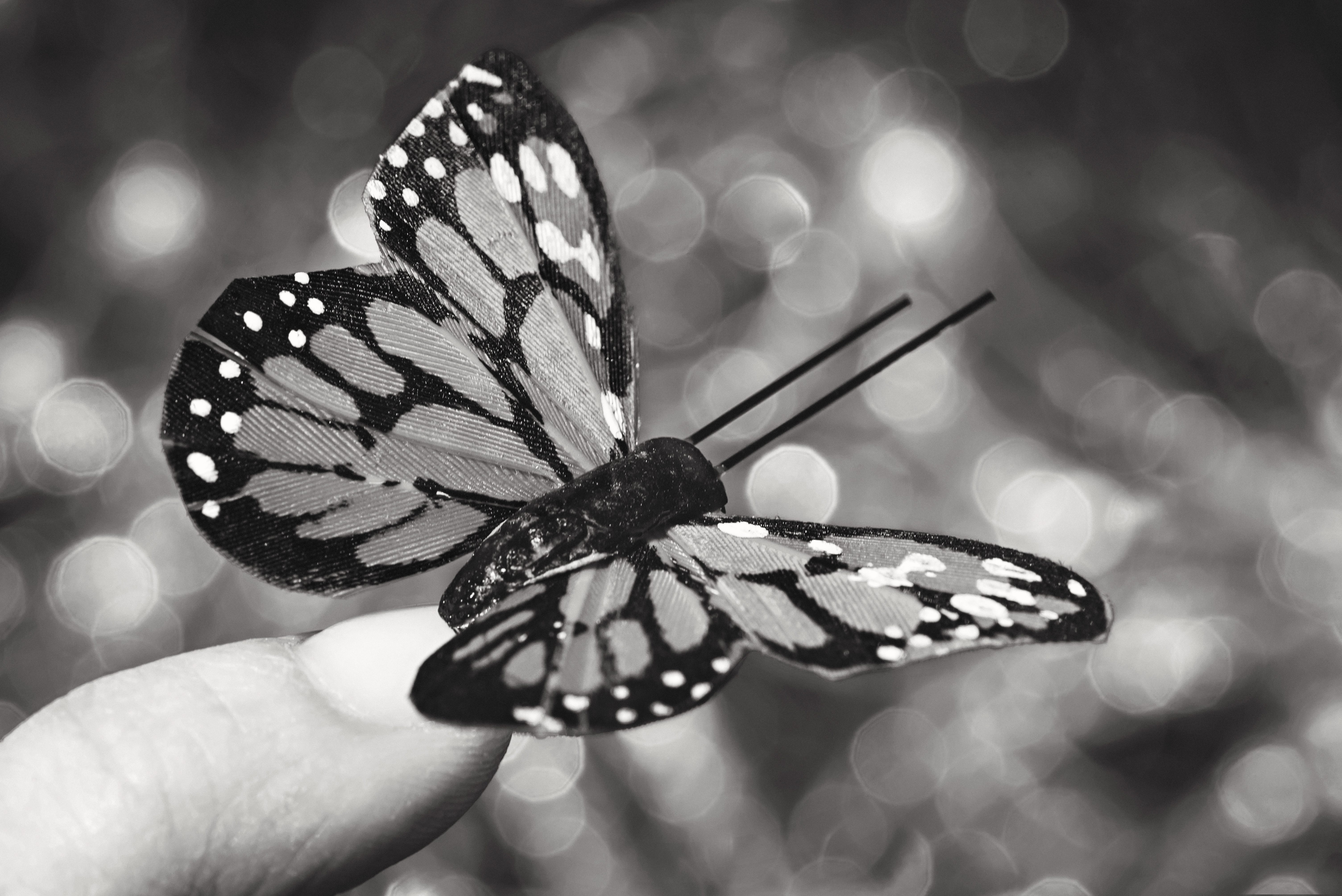 New Braunfels macro butterfly black and white photographer