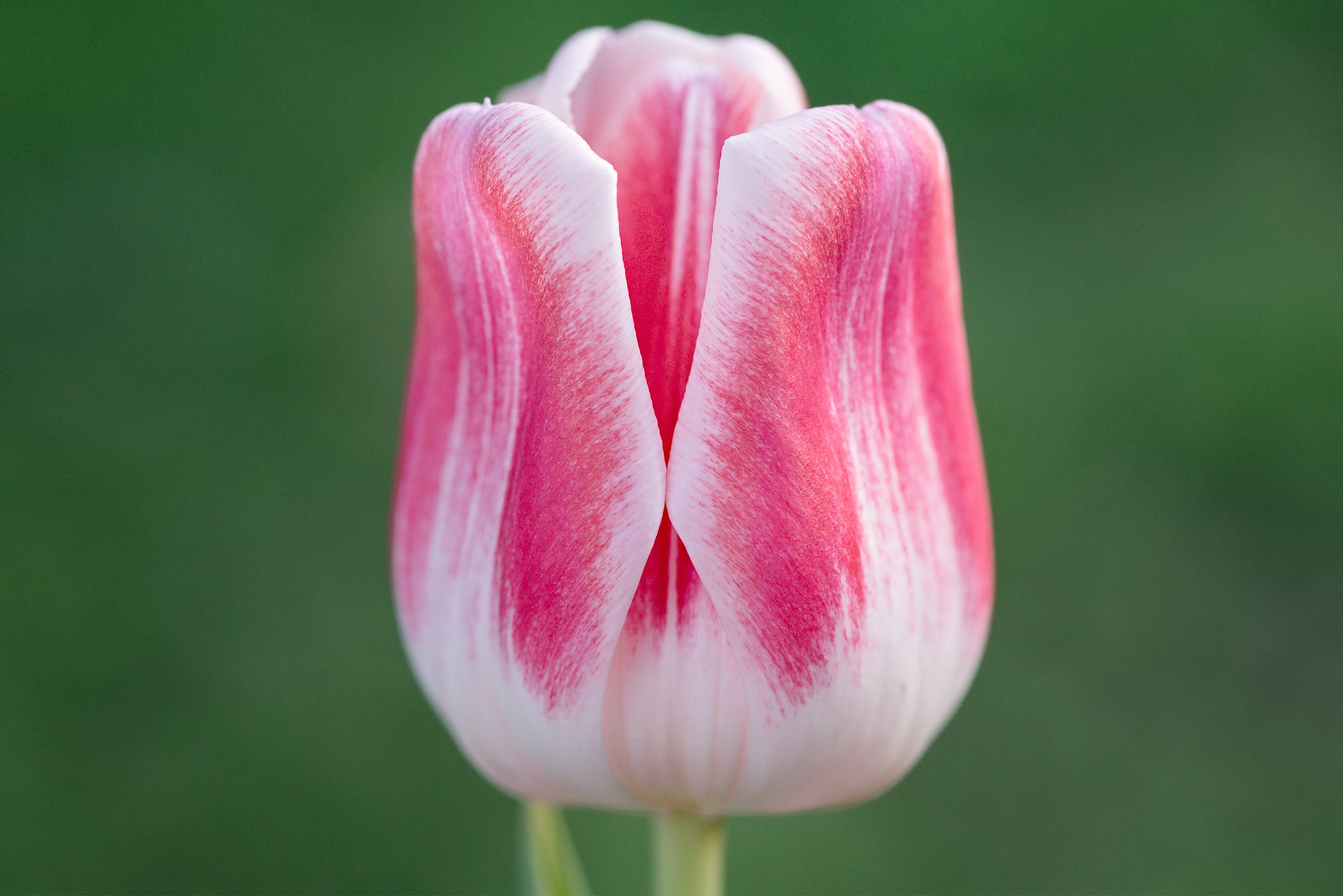 New Braunfels nature macro flower tulip photographer