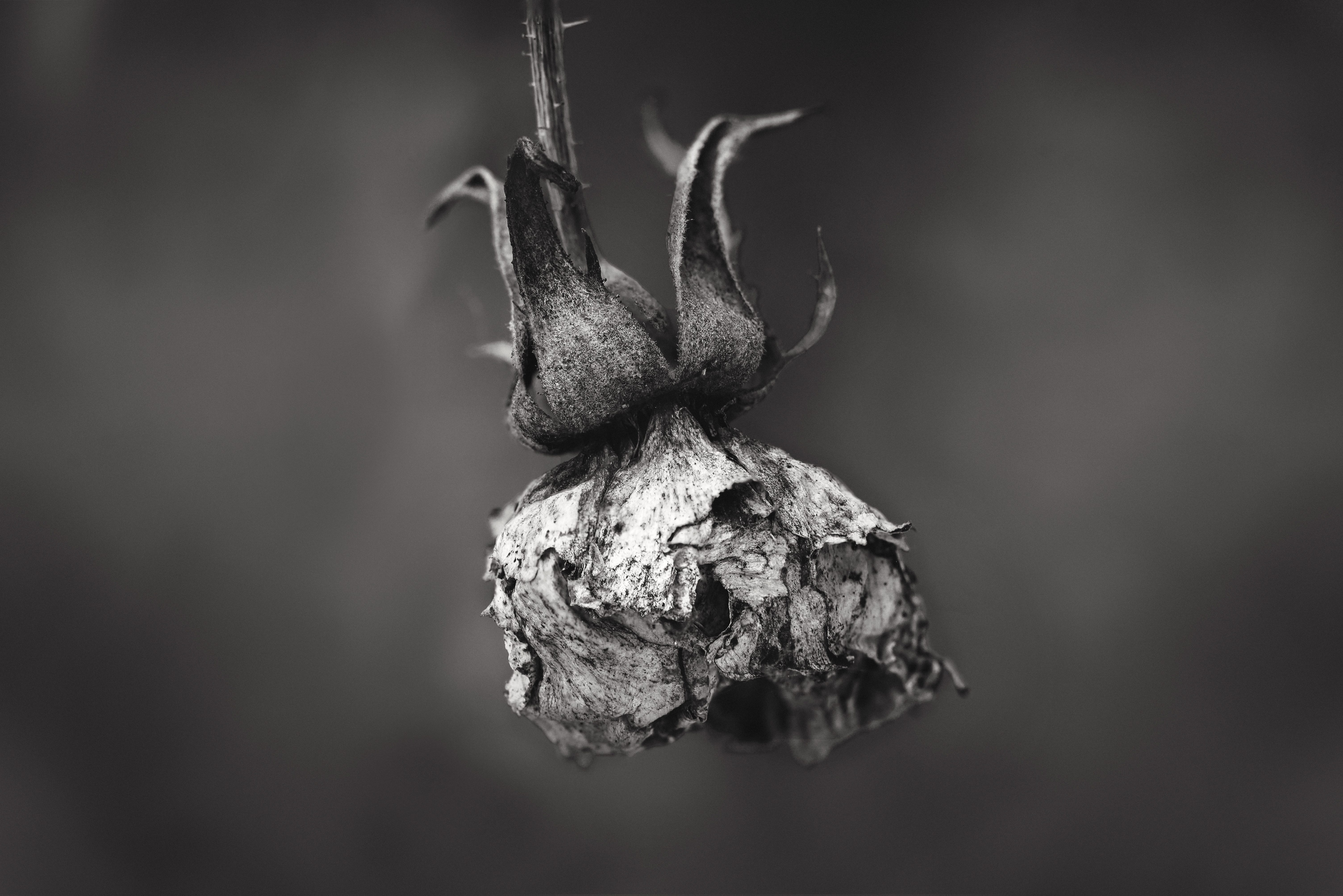 New Braunfels nature macro decay black and white photographer