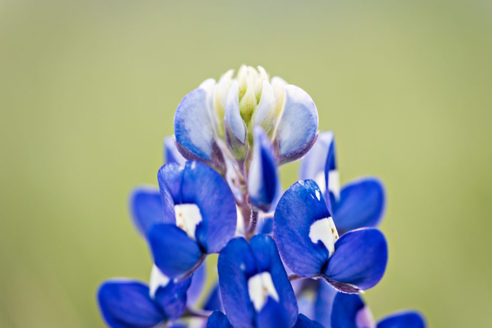 New Braunfels nature wildflower bluebonnets photographer