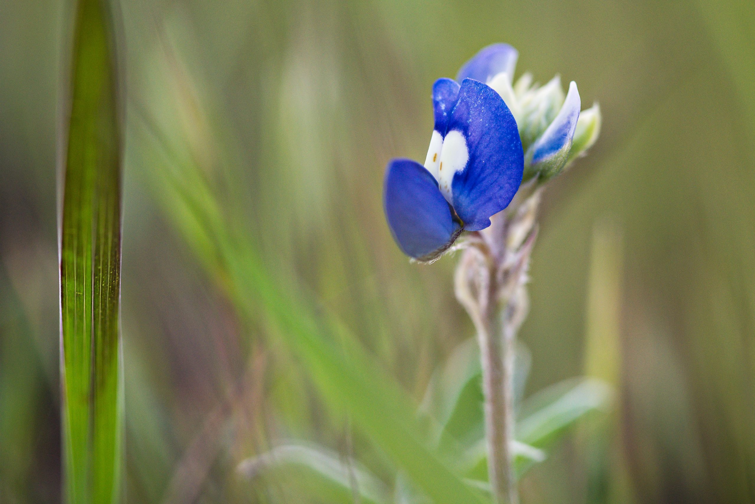 New Braunfels nature wildflower bluebonnets photographer