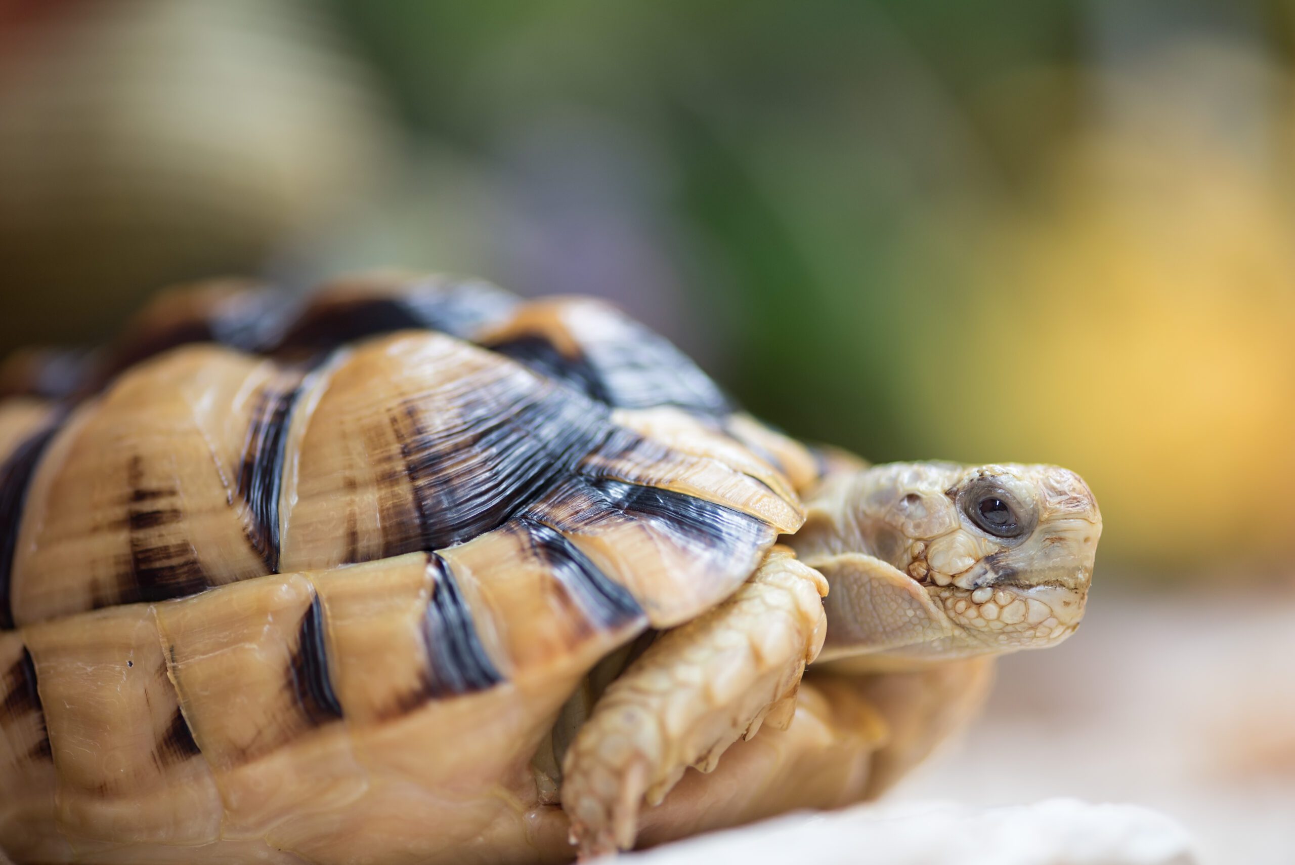 New Braunfels lifestyle pet tortoise photographer