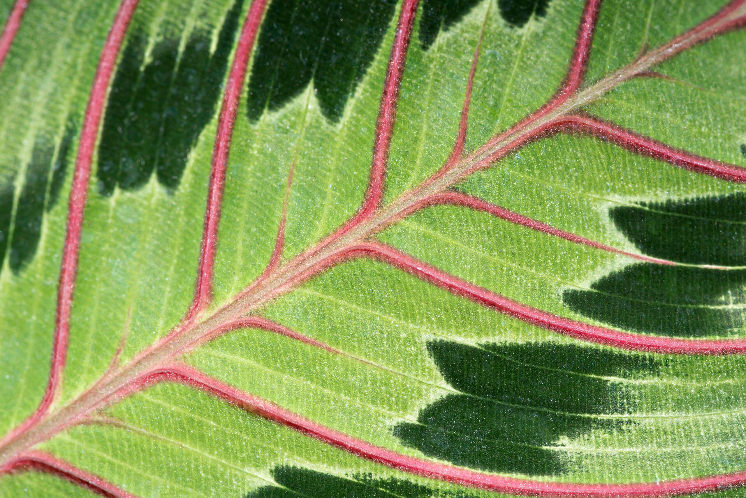 New Braunfels nature macro leaf photographer